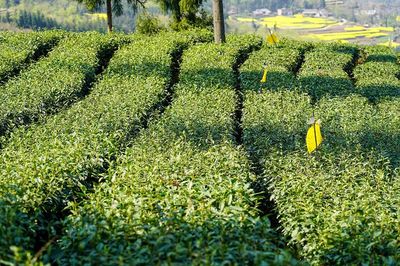 茶叶种植 从茶园到茶杯的匠心之路