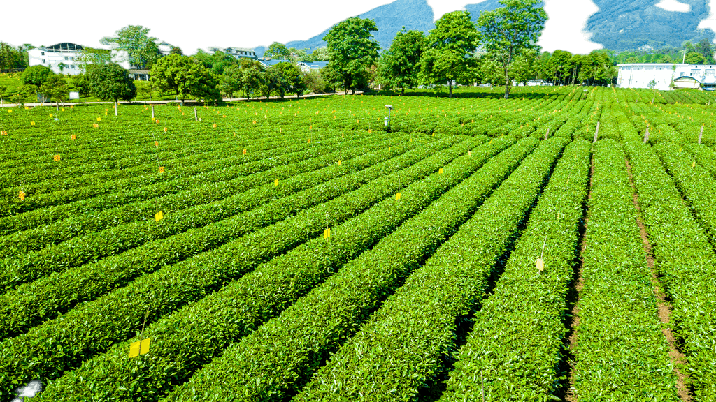 打造视觉盛宴 原创茶园航拍免抠元素，赋能农副产品品牌升级与销售