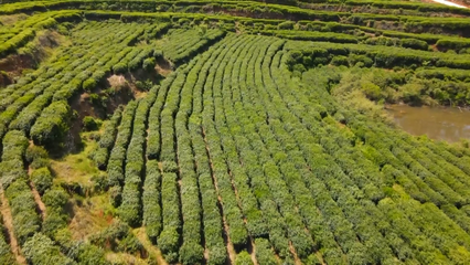 英山云雾茶荣获国家地标产品保护示范区授牌，助推茶叶产业高质量发展