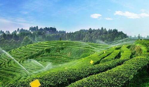 长寿之村 揭秘我国硒含量第一村的健康密码与农副产品新机遇