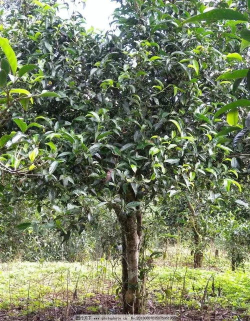 从茶树品种到品饮艺术 全面指南如何挑选高品质普洱茶