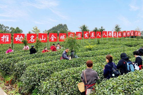 埋头种茶 抬头探路——四川春茶主产区走访见闻
