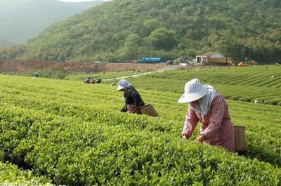 草根“茶人”罗平琴 茶山种出致富梦，年入40万的创业心路