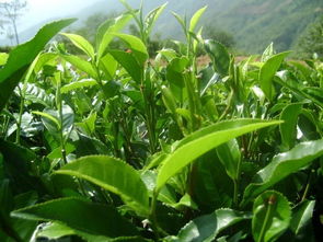从茶园到茶杯 茶叶种植与农副产品销售的可持续发展之路