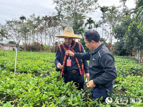 陨石坑旁茶飘香 白沙有机茶引领茶旅融合新赛道