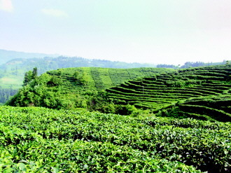 古茶之乡的现代转型 茶联网引领农副产品销售新篇章