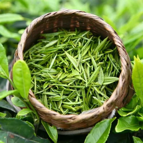 从土地到茶杯 揭秘茶叶种植的科学与艺术